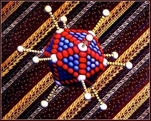 Corona Virus