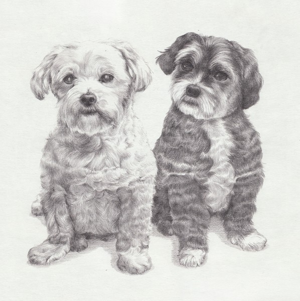Maisie and Tibbie
