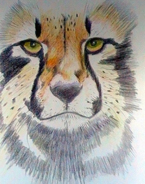 cheetah