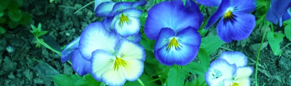 Blue 3 - Massachusetts Pansies