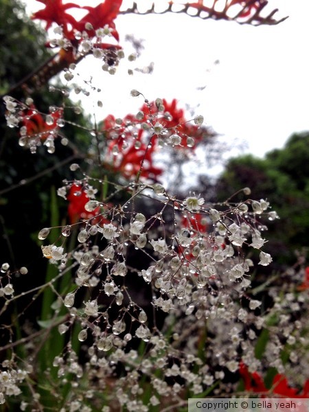 baby's breath in the rain