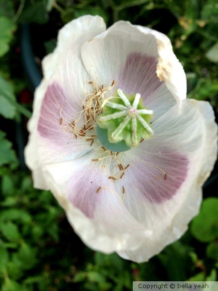 inside mother-of-pearl poppy