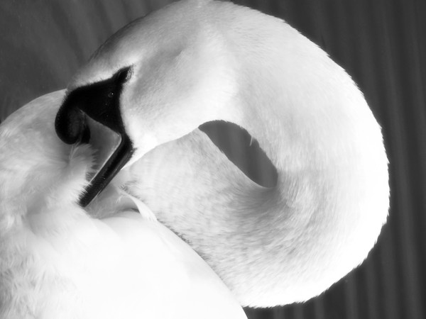 swans loss