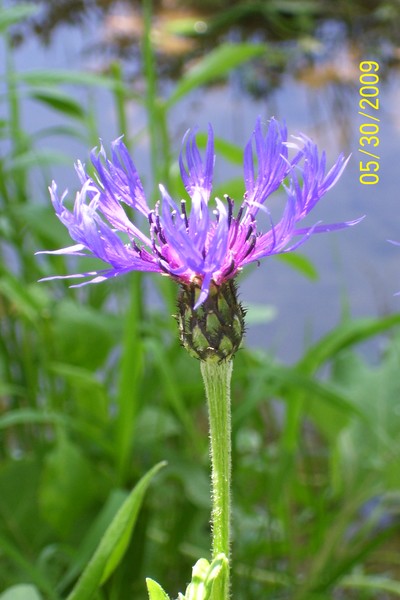 Blue Cornflower