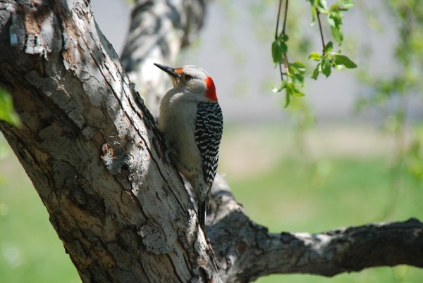 Female red belly