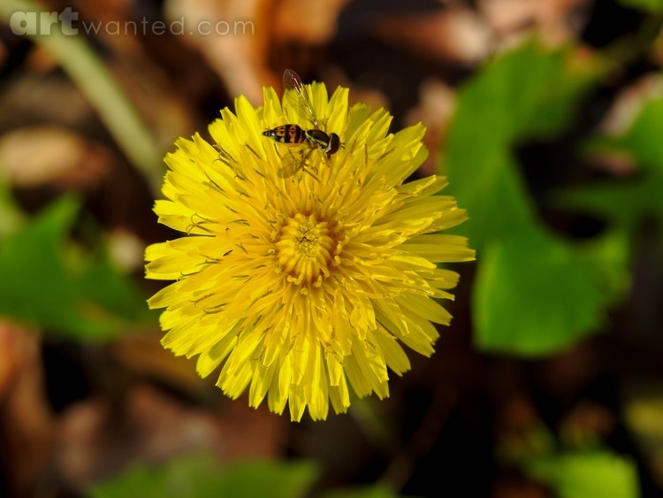 Tiny World