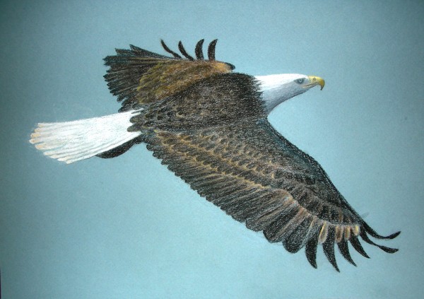 Eagle In Flight