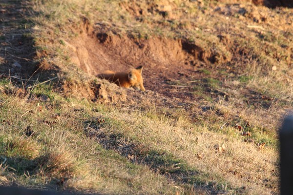 Fox After Hunt