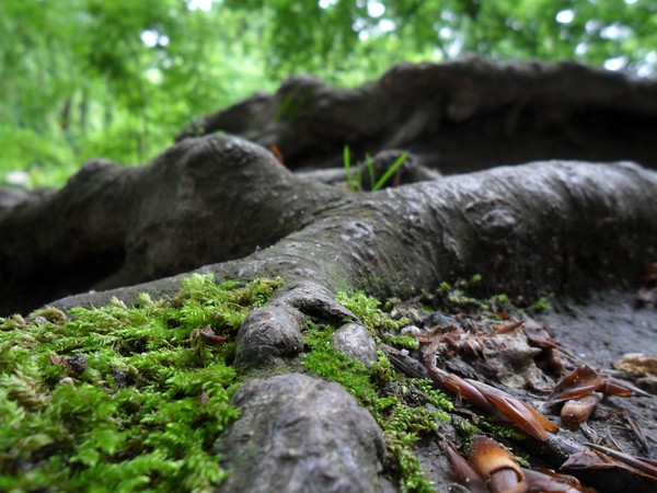 Root