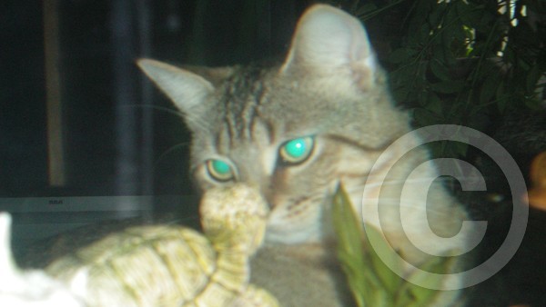 Spike and the Tortoise!