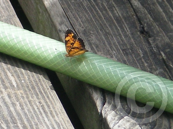 A  little Butterfly!