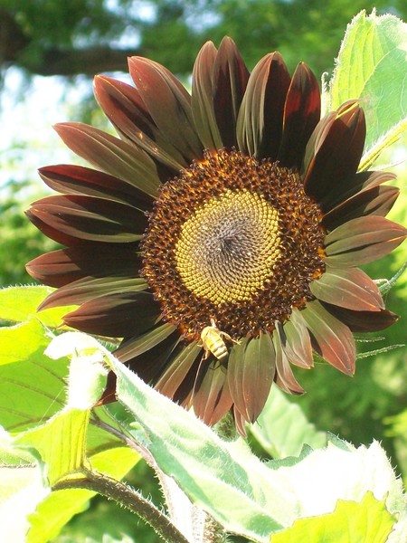 Brown Sunrise