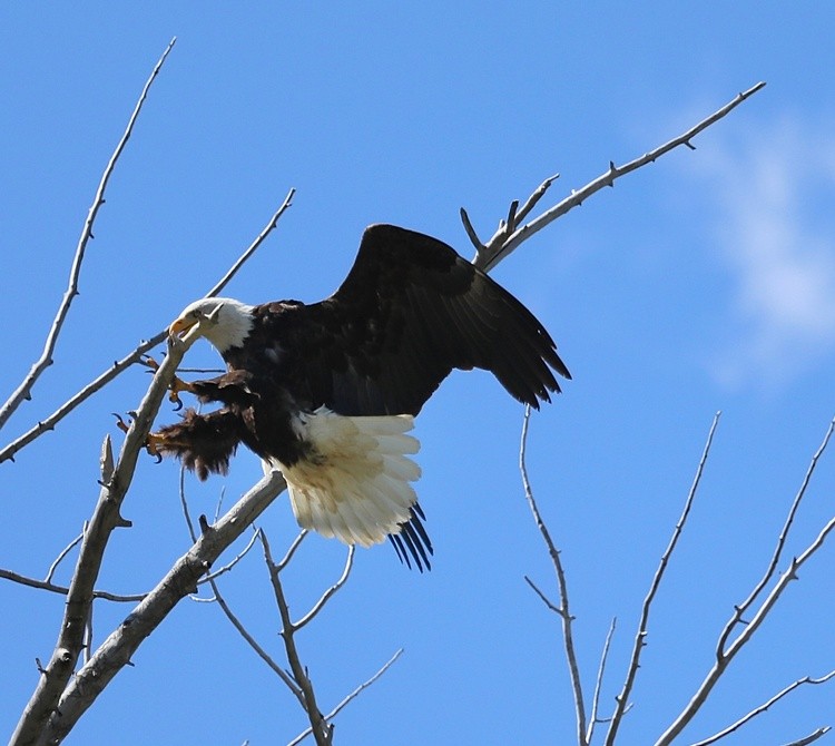 watch those talons 