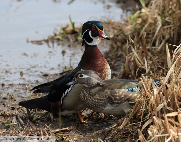 Wood Duck Pair