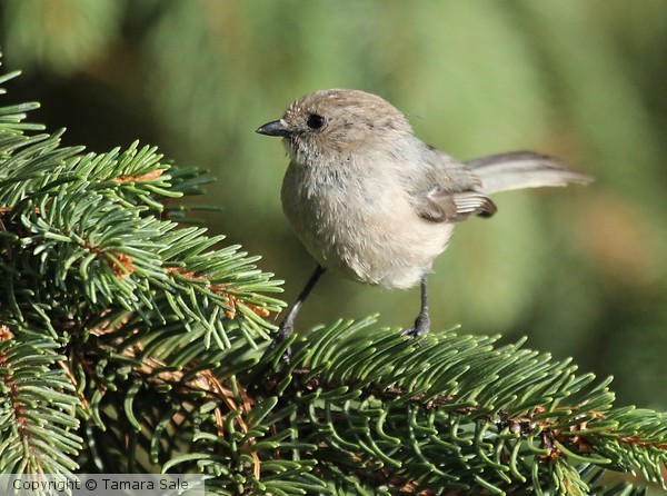 American Bushtit