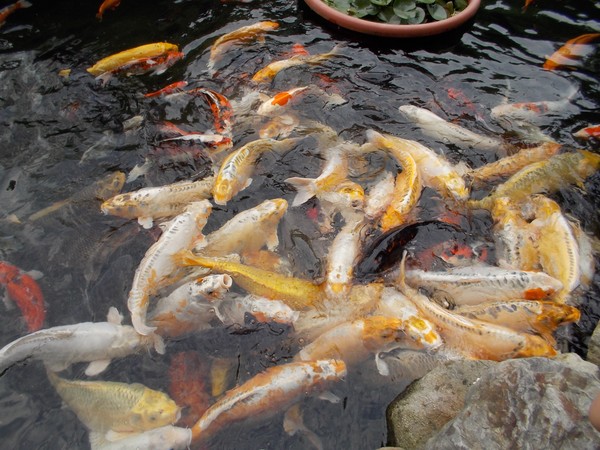 Goldfish