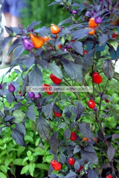 Peppers