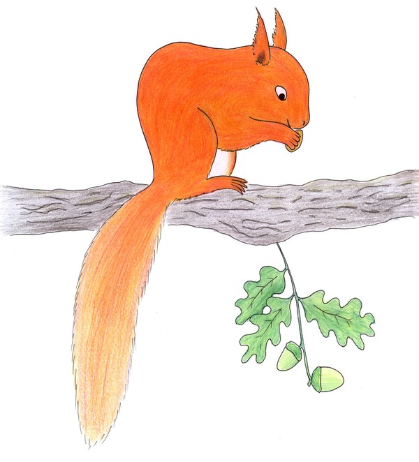 squirrel