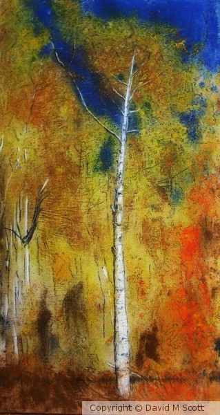 Aspen in Realgar Forest