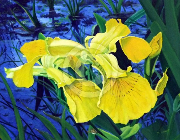 Bog Iris