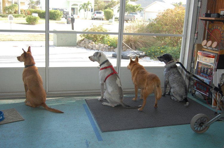The Pack