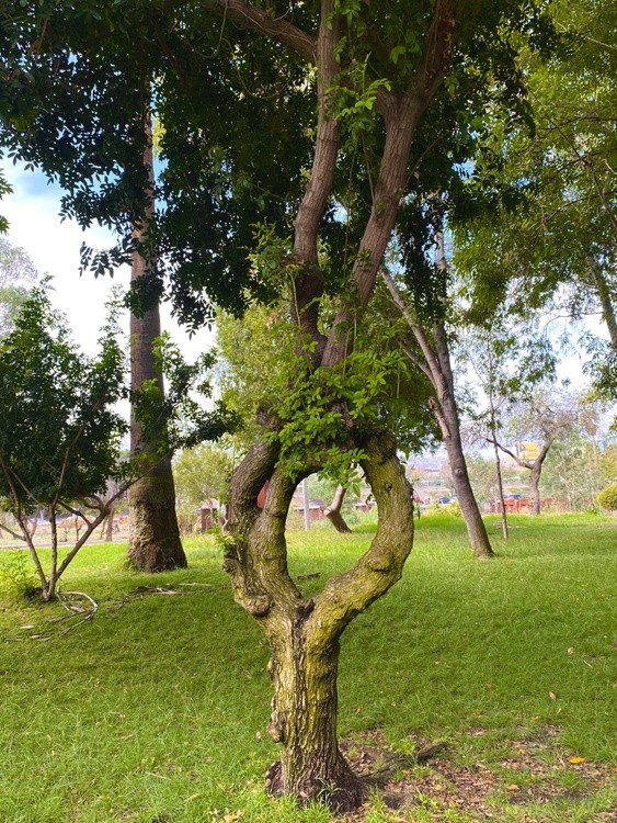 AWESOME SHAPE