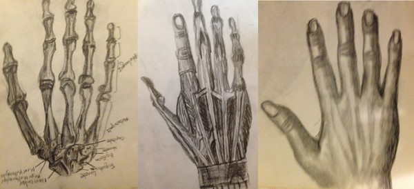 Anatomy Study - Hand