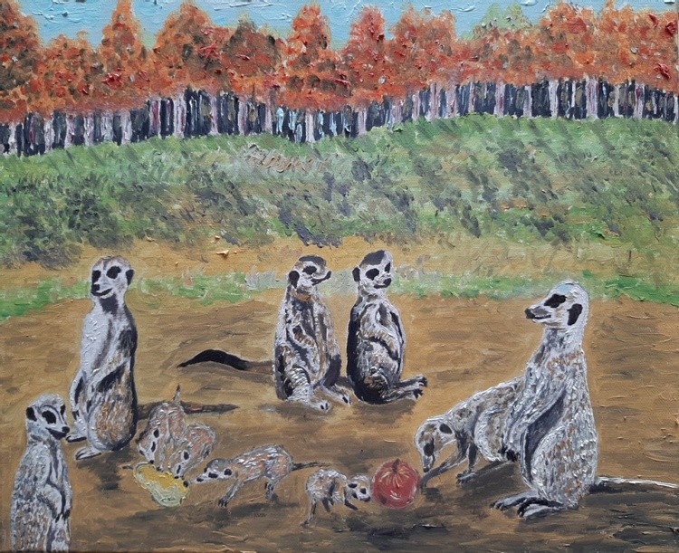 Animal series ---- meerkats