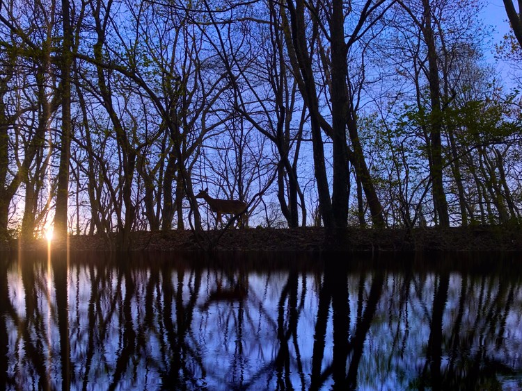 Yearling at Dawn