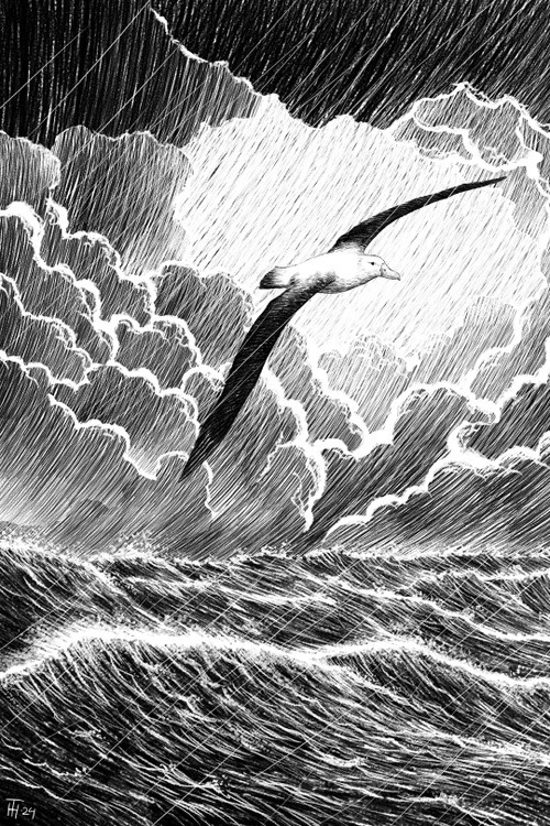 Albatross in Storm