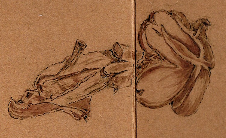 Heart Shaped Mushroom Drawing