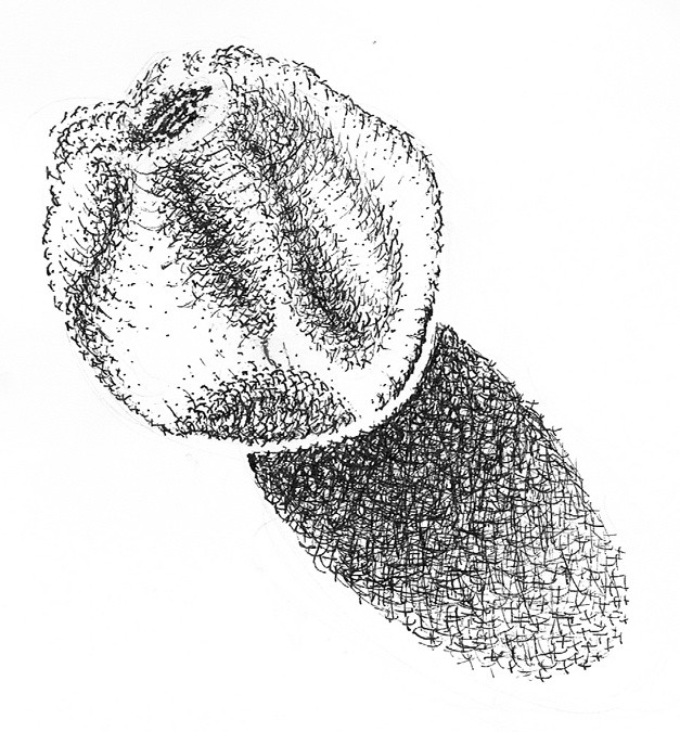 Apple Crosshatched  Drawing