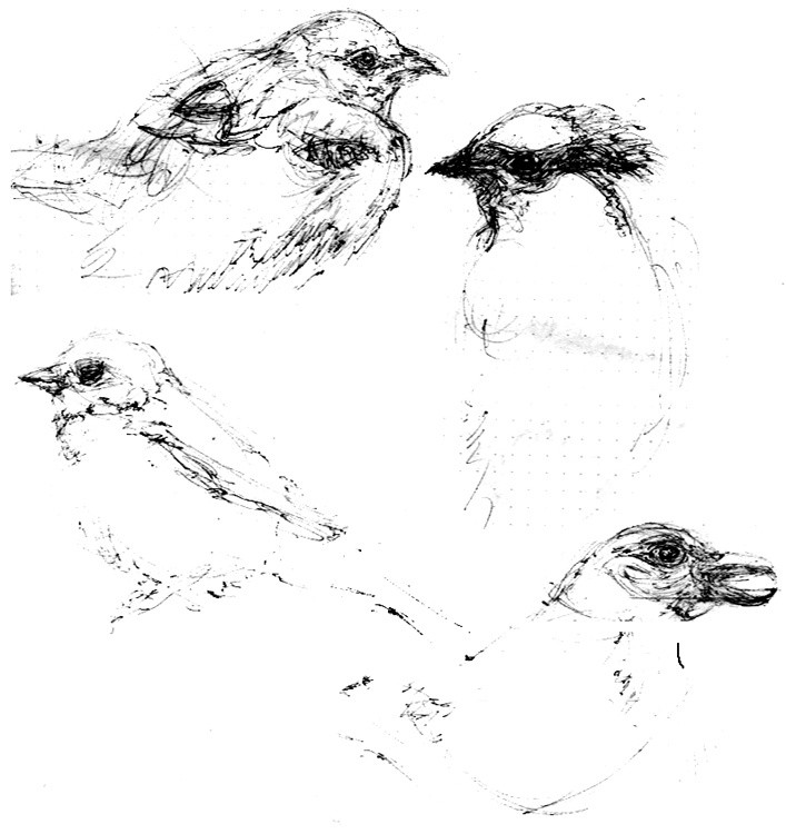 Bird Sketches