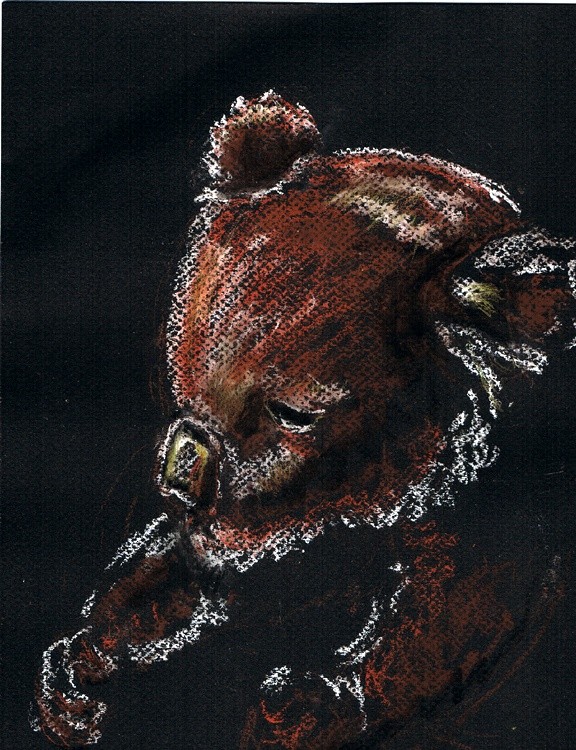 Koala Bear Pastel