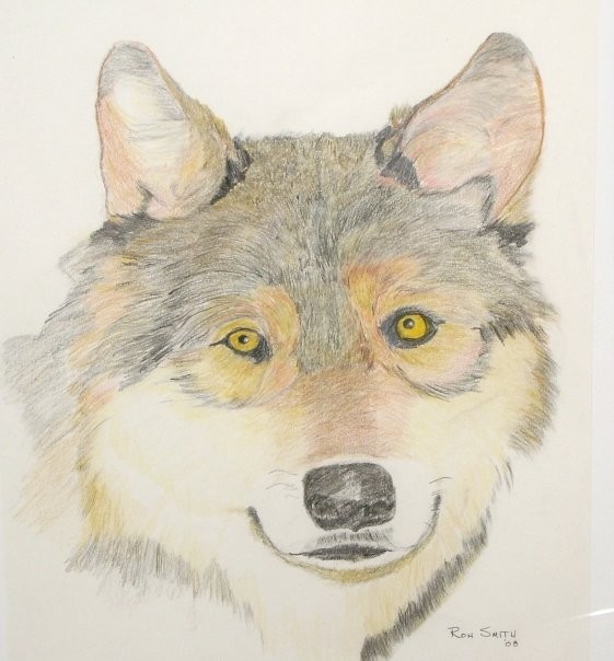 wolf colored pencil
