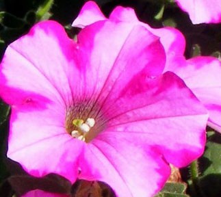 Pink Ladies 5
