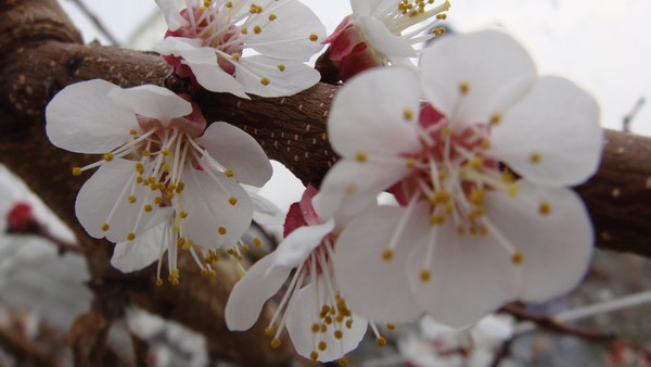 Frugt tree flowers