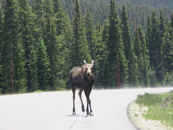 Ms Moose 