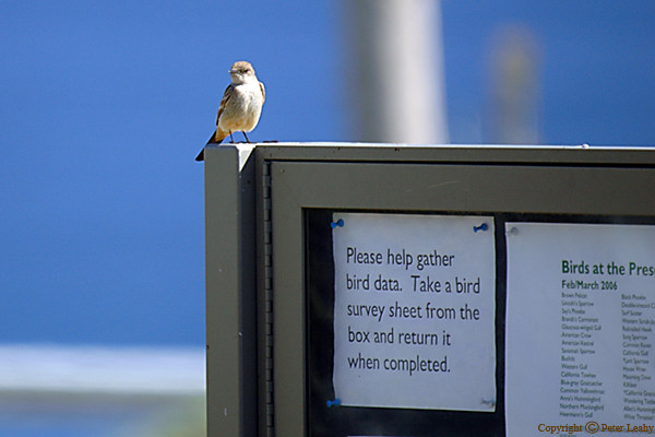 Birdwatching