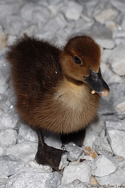 Muscovy Duckling