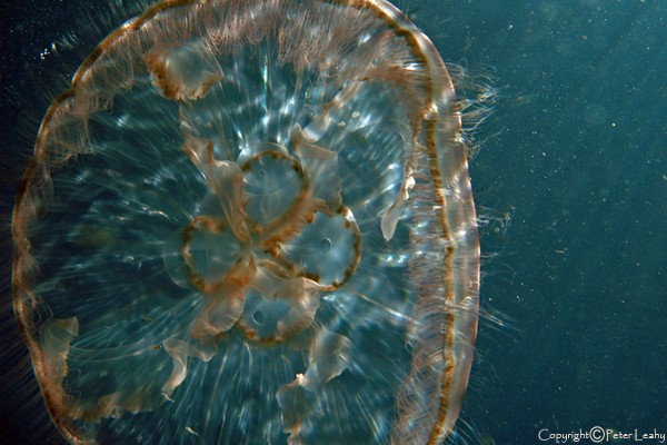 Moon Jellyfish IX