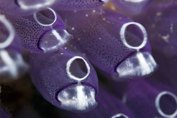 Blue Bell Tunicates