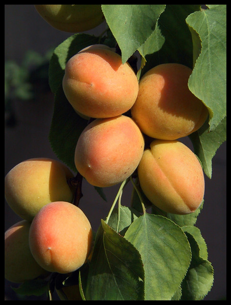 Apricots