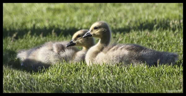 Canadian Babies