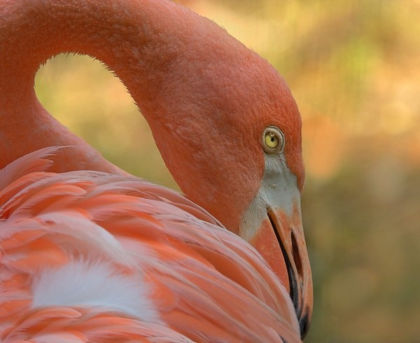 Flamingo Grace