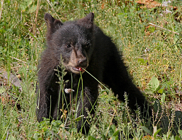 Black Bear Cub