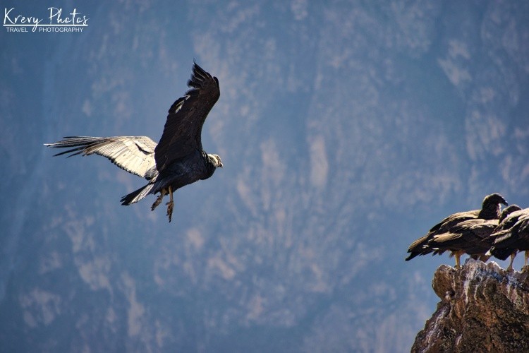 Condor Landing