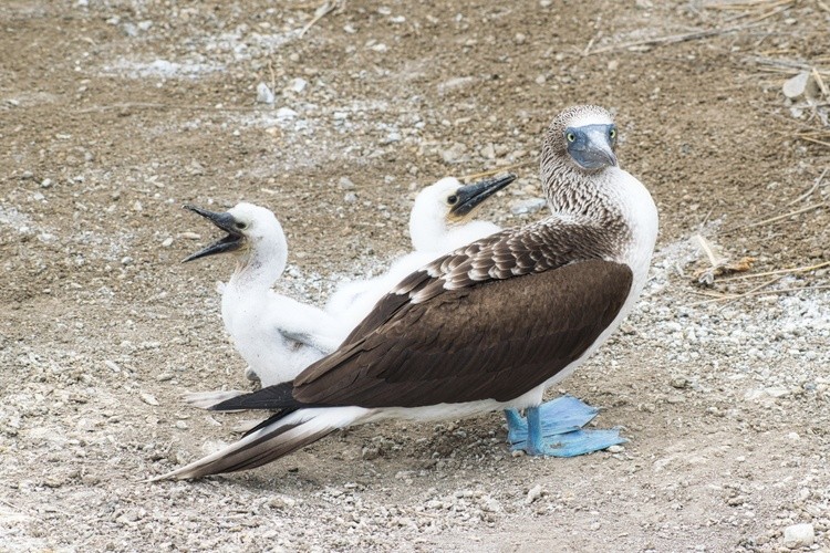 Animals in the Wild 2