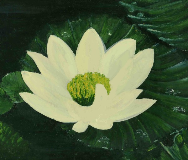 lily
