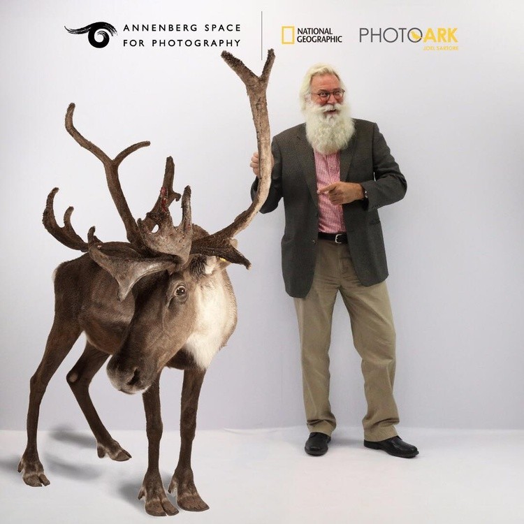 santa and reindeer